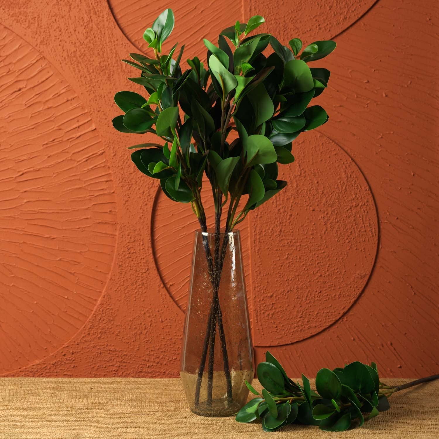 PEPEROMIA OBTUSIFOLIA 69cm