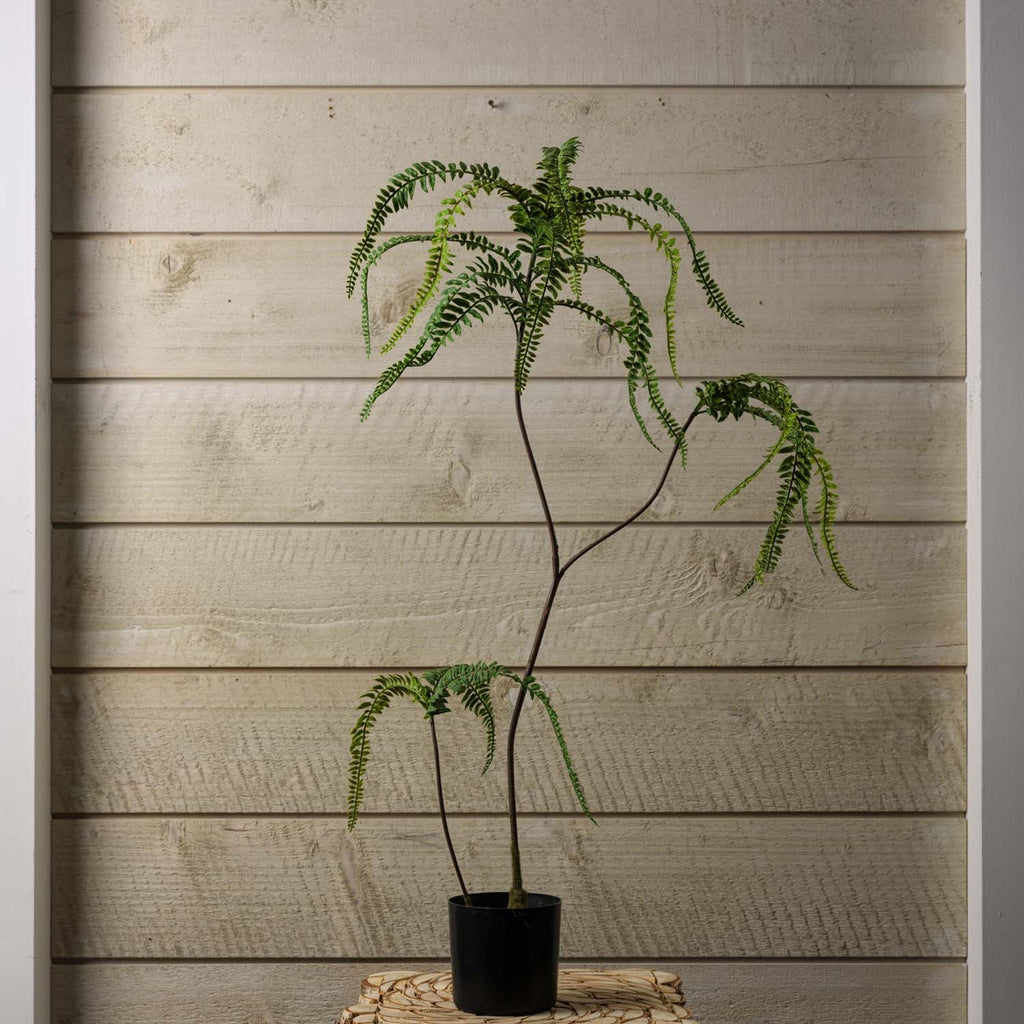 FERN BONSAI 90cm