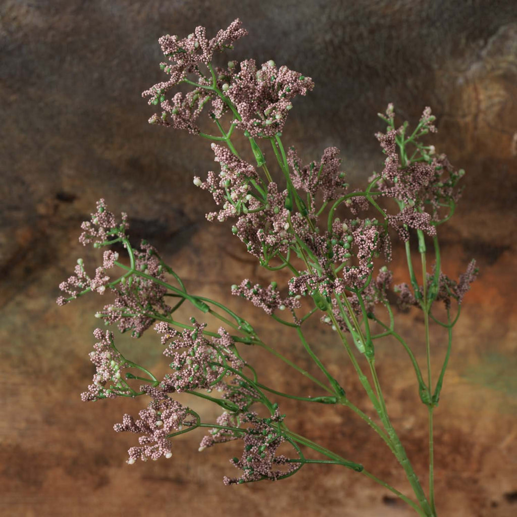Gypsophila paniculata 68cm