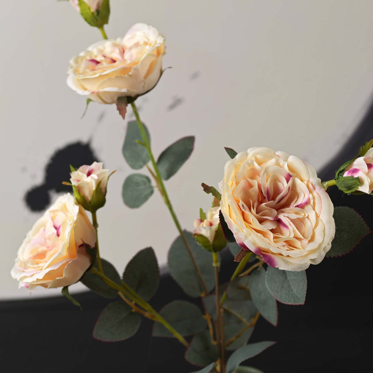 Camellia Japonica 75cm
