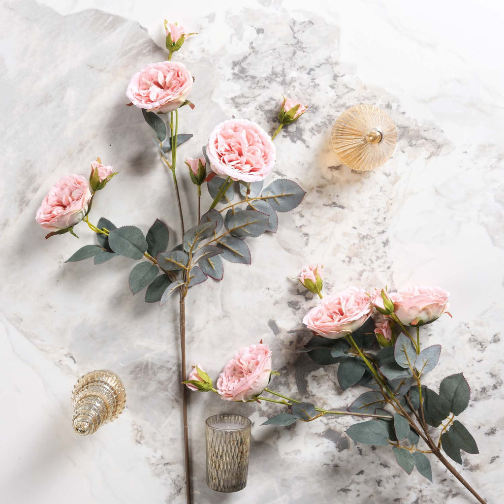 Camellia Japonica 75cm