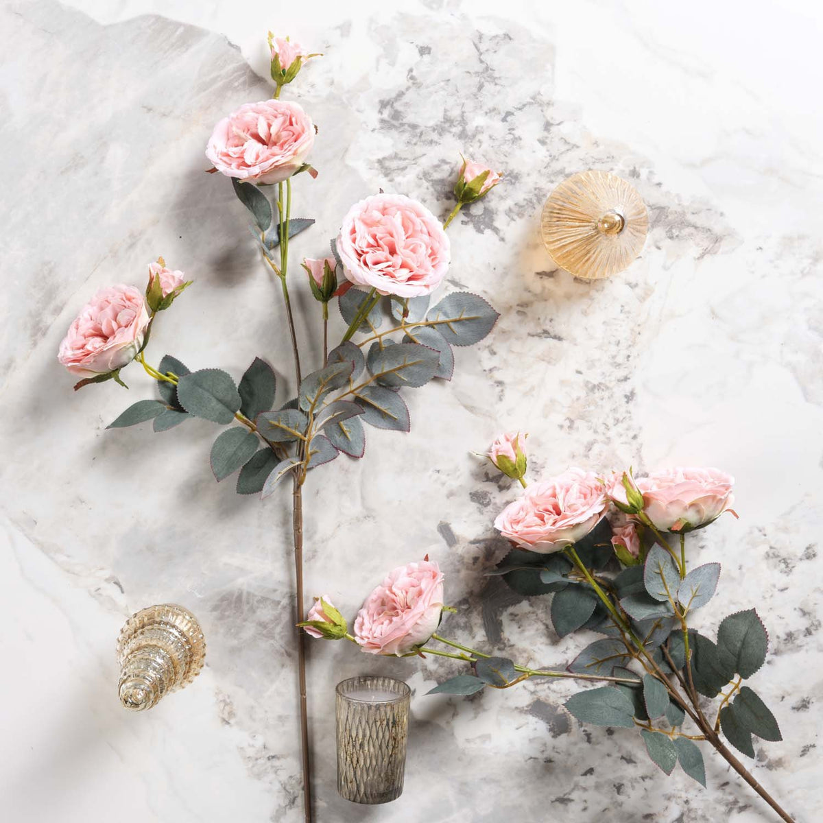 Camellia Japonica 75cm