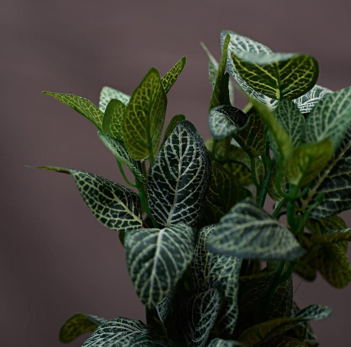 Fittonia Bush 27cm