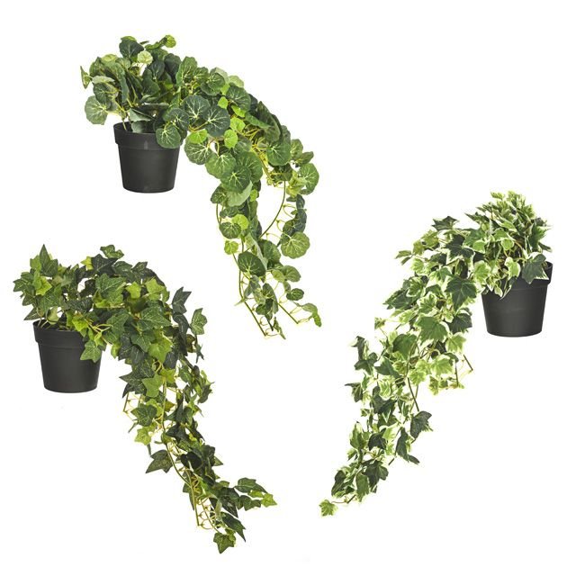 Potted Ivy Trail 50cm