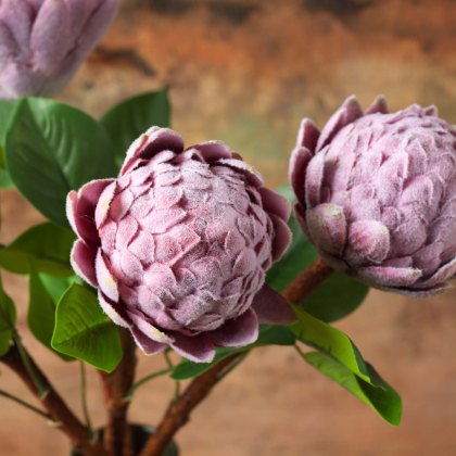 Protea Stem 45cm