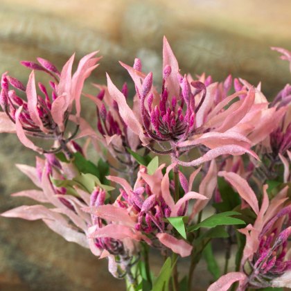 Gloriosa Lily spray 70cm