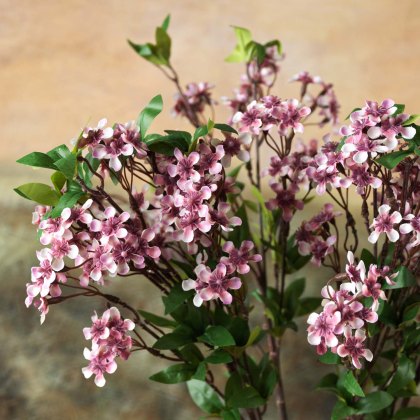 Prunus persica branch 91cm