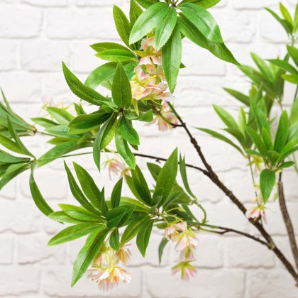 HAINAN ELAEOCARPUS BONSAI 130cm