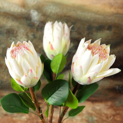 Protea Stem  Open 68cm