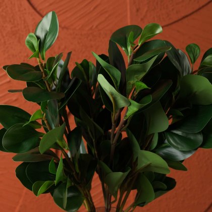PEPEROMIA OBTUSIFOLIA 69cm