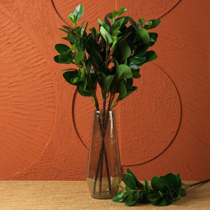 PEPEROMIA OBTUSIFOLIA 69cm