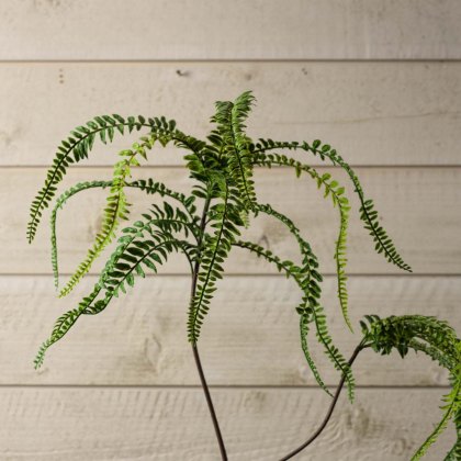 FERN BONSAI 90cm