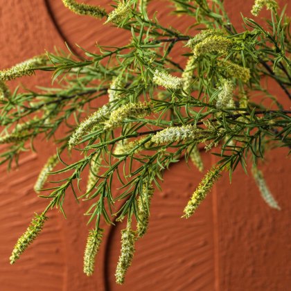 foxtail grass 104cm