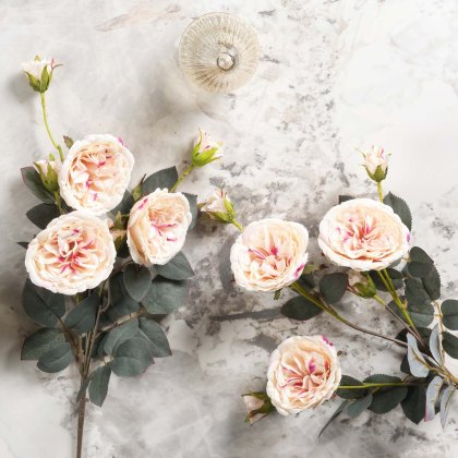 Camellia Japonica 75cm