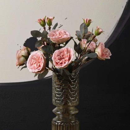 Camellia Japonica 51.5cm
