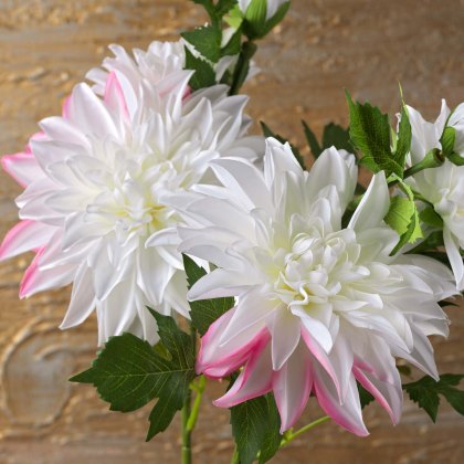 DAHLIA 79cm