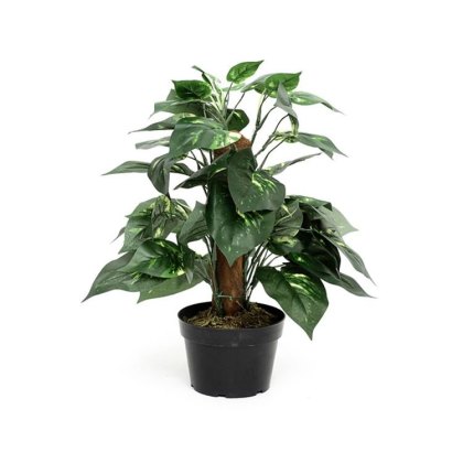 Potted Dieffenbachia 46cm Potted Dieffenbachia 46cm