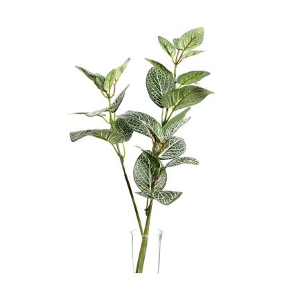 Fittonia Spray 65cm Fittonia Spray 65cm