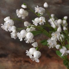 Dicentra spray 86cm
