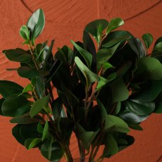 PEPEROMIA OBTUSIFOLIA 69cm