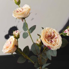 Camellia Japonica 75cm