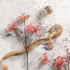 KALMIA LATIFOLIA 67cm