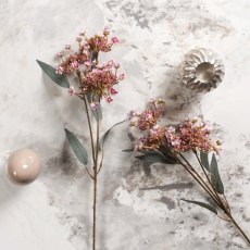 KALMIA LATIFOLIA 67cm