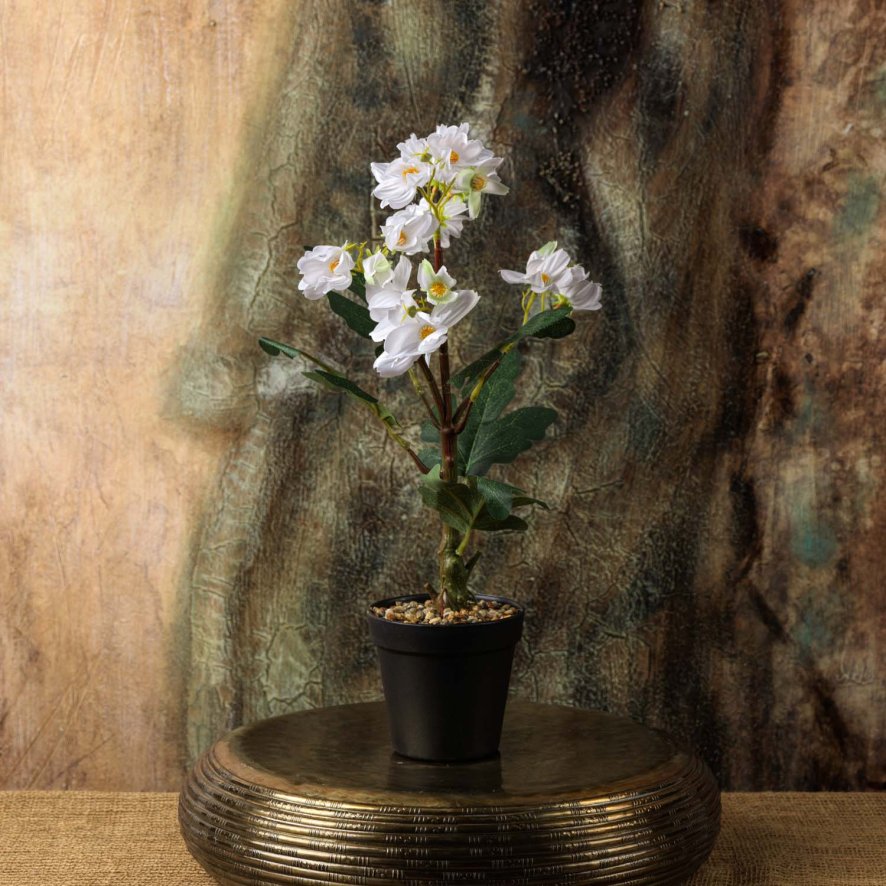 Woods Cherry blossom Bonsai Tree 42cm