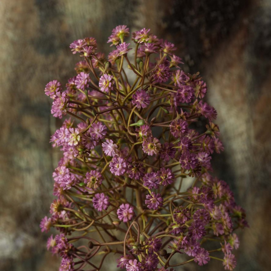 Woods Mock lilac spear 80cm