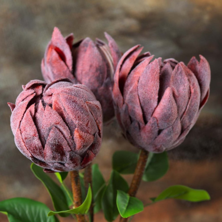 Woods Protea Stem 73cm