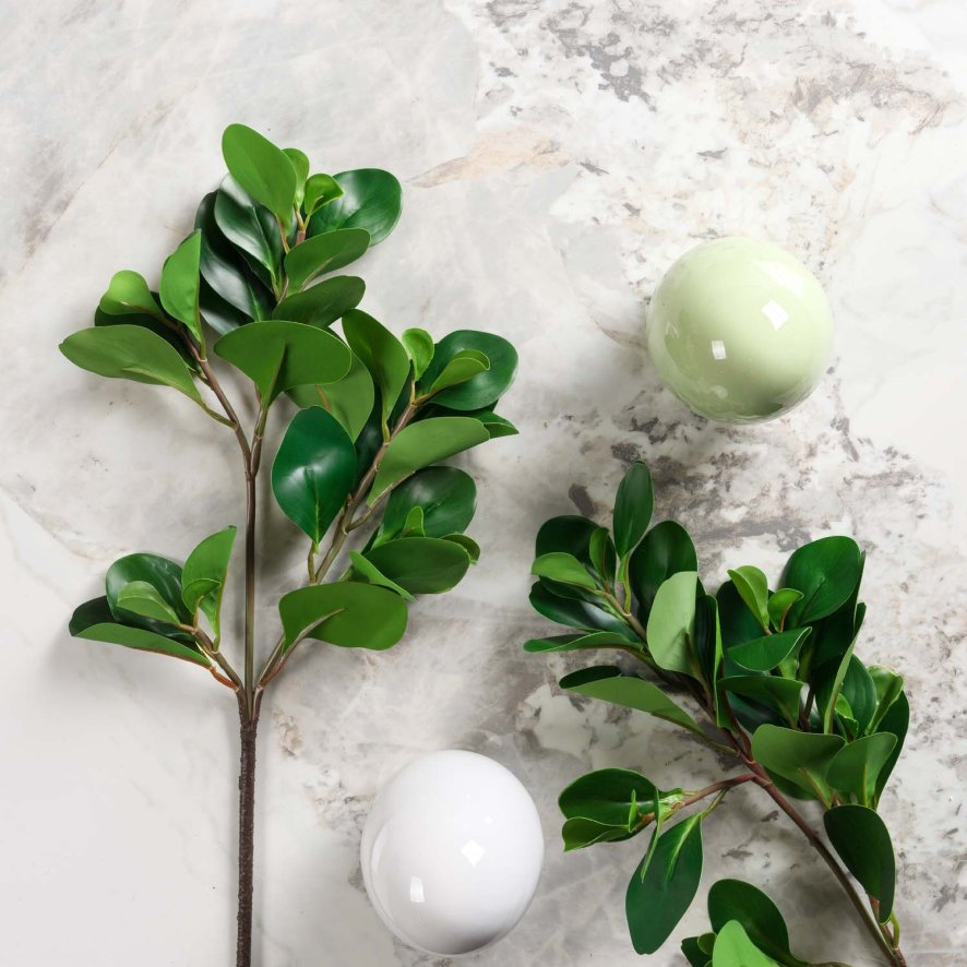 Woods PEPEROMIA OBTUSIFOLIA 69cm
