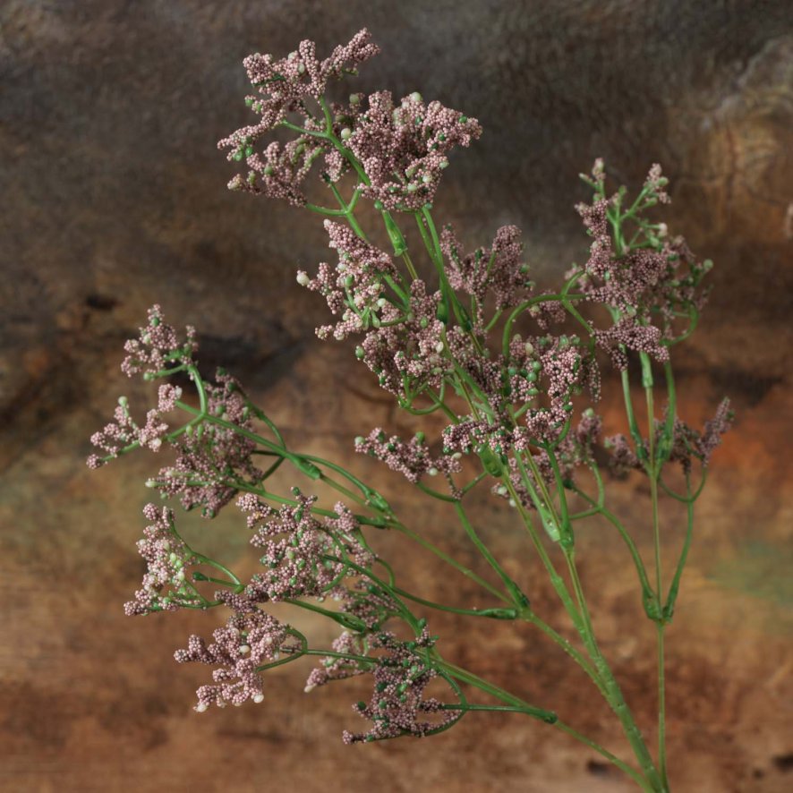 Woods Gypsophila paniculata 68cm