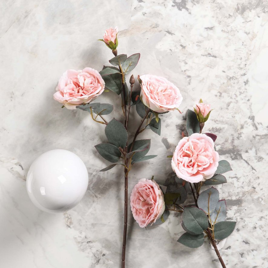 Woods Camellia Japonica 51.5cm