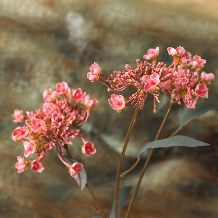 Woods KALMIA LATIFOLIA 67cm