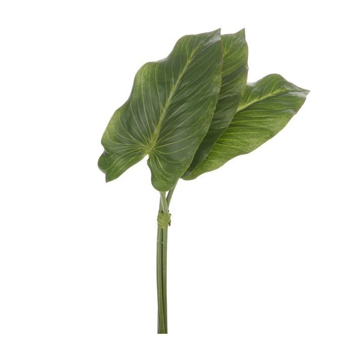 Anthurium Leaf Bundle