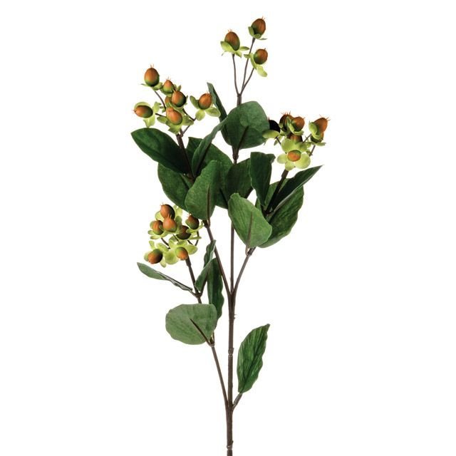 Woods Hypericum Green