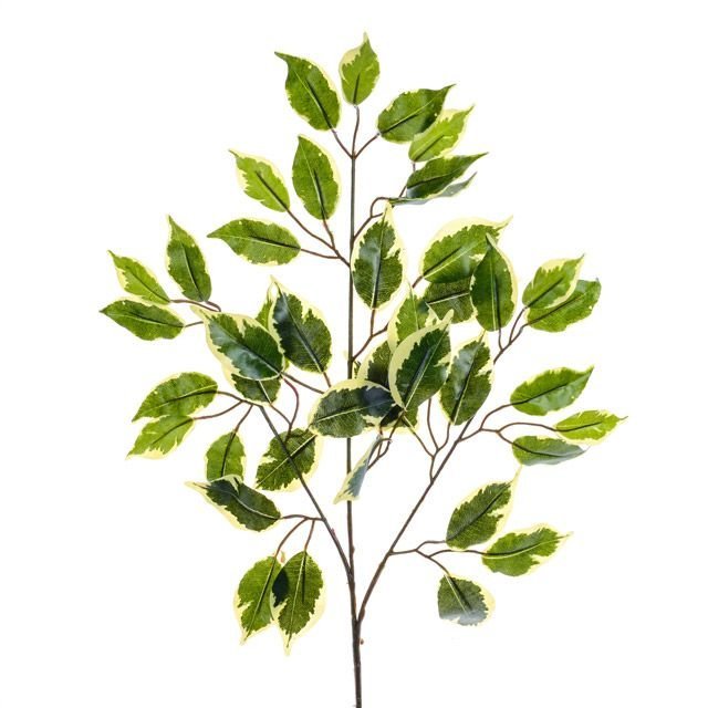 Woods Ficus Branch Variegated