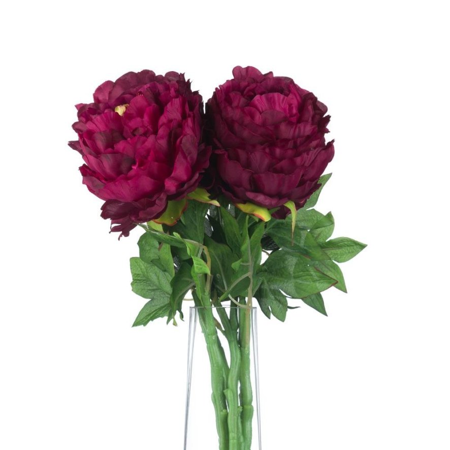 Woods Burgundy Peony