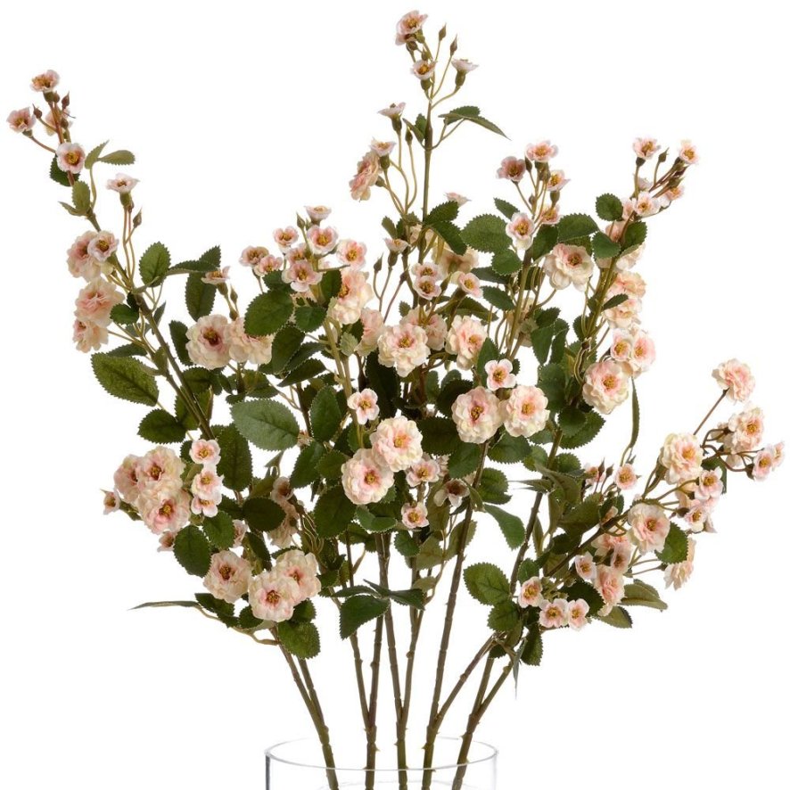 An image of Cream Wild Meadow Rose