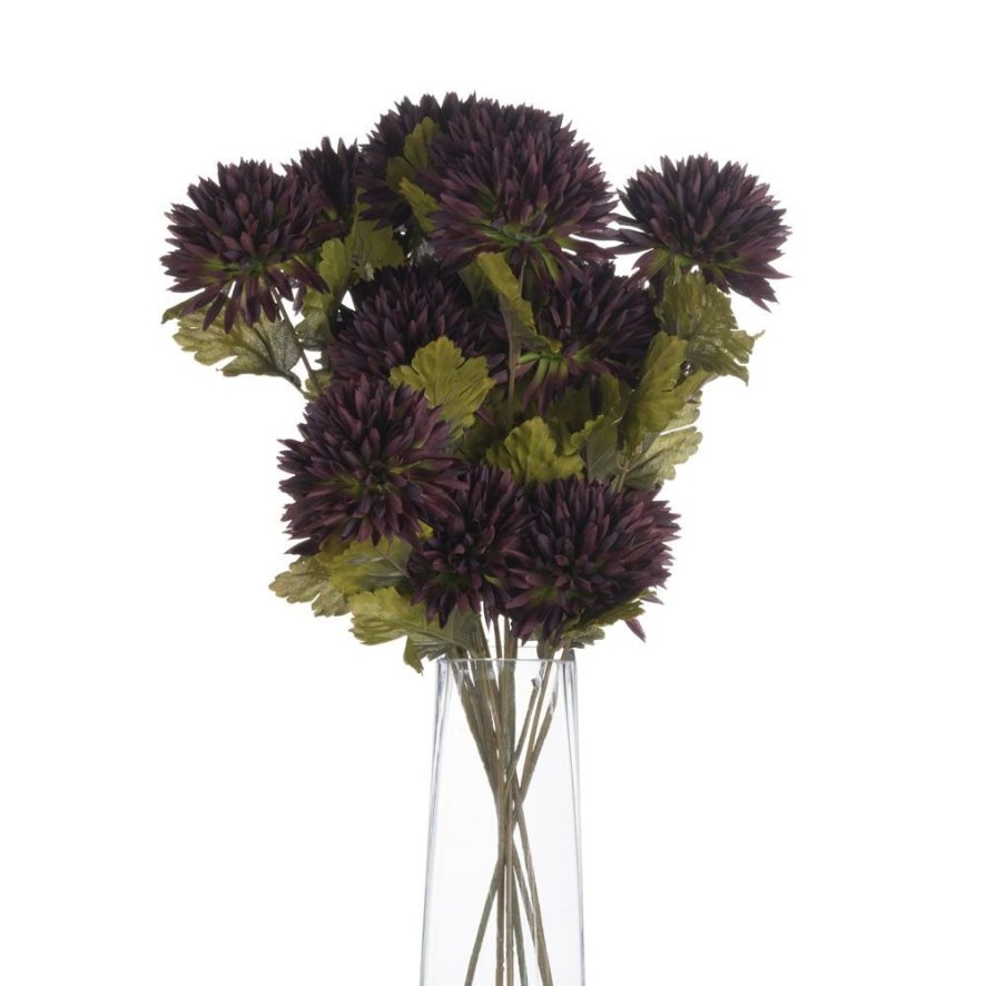 An image of Chocolate Chrysanthamum