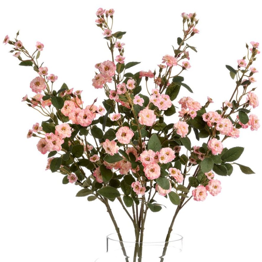 Woods Pink Wild Meadow Rose