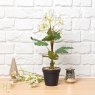 Woods Cherry blossom Bonsai Tree 42cm