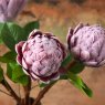 Woods Protea Stem 45cm