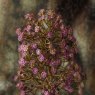 Woods Mock lilac spear 80cm