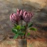 Woods Protea Stem 73cm