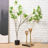 Woods HAINAN ELAEOCARPUS BONSAI 130cm