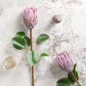 Woods Protea Stem  Open 68cm
