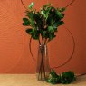 Woods PEPEROMIA OBTUSIFOLIA 69cm