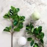 Woods PEPEROMIA OBTUSIFOLIA 69cm