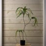 Woods FERN BONSAI 90cm